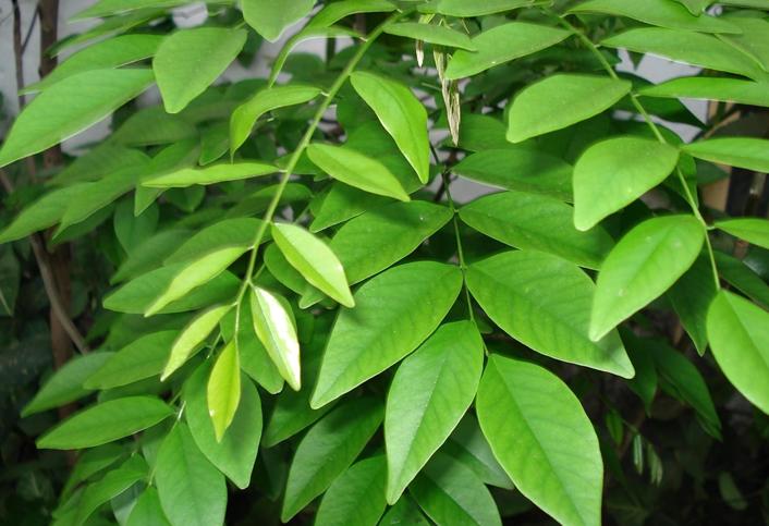 Dalbergia odorifera SEEDS